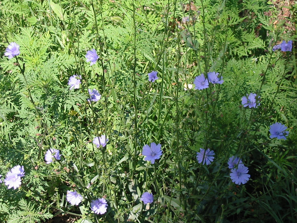 Katánkóró